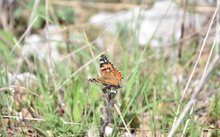 Biosphere Reserves, Mediterranean Dialogue and Natural Richness: Thematic Workshop // Bzommar, Lebanon, 29th April – 2nd May