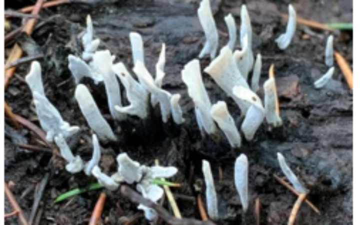 Joint Research for a wild Mushrooms inventory in Jabal Moussa & Shouf Biosphere Reserves